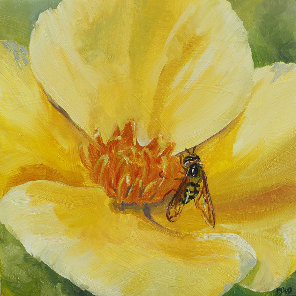California Poppy with Syrphid Fly