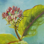 Monarch Caterpillar on Purple Milkweed