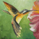 Female Oasis Hummingbird and Hibiscus