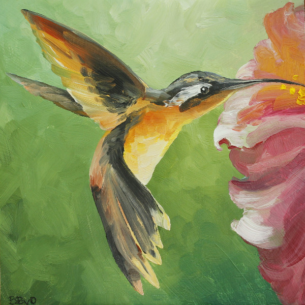 Female Oasis Hummingbird and Hibiscus
