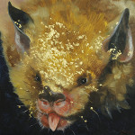 Pygmy Fruit-eating Bat dusted with Pollen