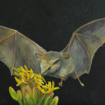 Bat pollinating Agave Flowers