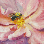 Eastern Bumblebee on Apple Jack Shrub Rose