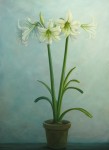 Amaryllis