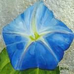 Morning Glory II