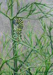 Swallowtail Caterpillar and Dill