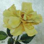 Yellow Rose for Friendship
