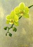 Yellow Orchids
