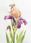 Bearded Iris, Iris Germanica