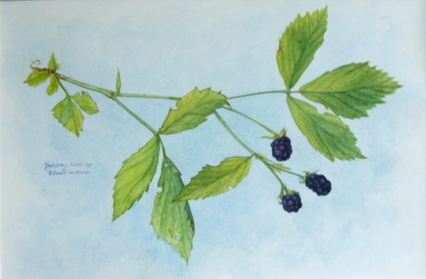 Blackberry Branch