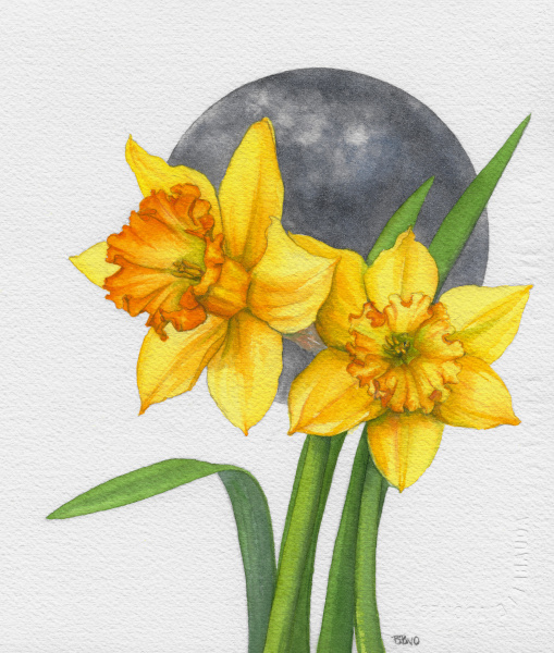 Daffodil Blue Moon