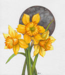 Daffodil Trio Moon