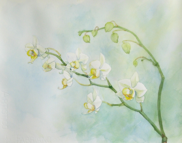 Julia's Orchid