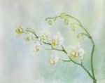 Julia's Orchid