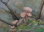 Mushrooms along the Trail