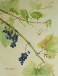 Wild Grapes