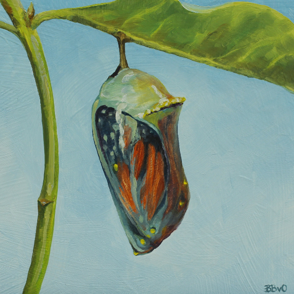 Monarch Chrysalis