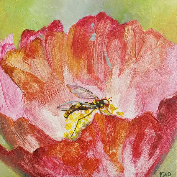 Syrphid Fly on Pink Poppy