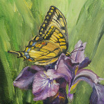 Tiger Swallowtail on Siberian Iris