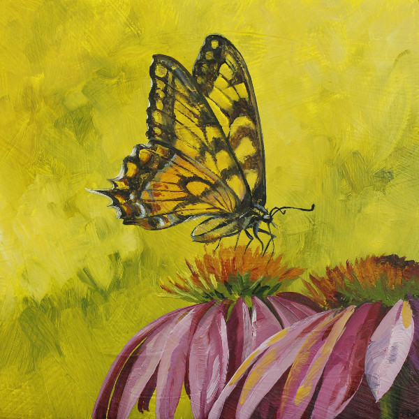 Eastern Tiger Swallowtail on Echinacea