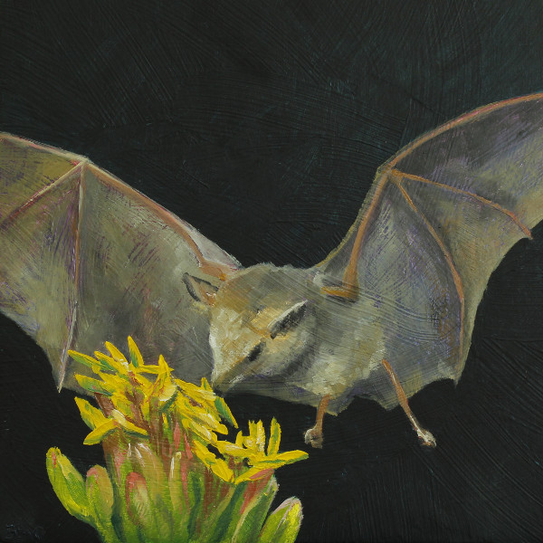 Bat pollinating Agave Flowers