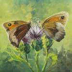 Meadow Brown Butterflies on Thistle