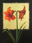 Amaryllis