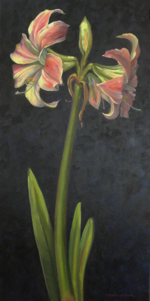 Amaryllis