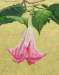 Angel's Trumpet