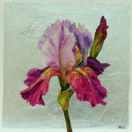 Bearded Iris on Silver