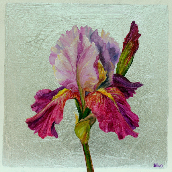 Bearded Iris on Silver