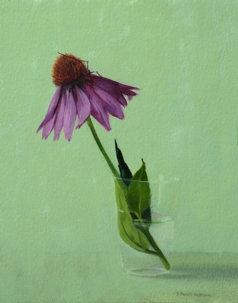 Cone Flower and Daddy Longlegs