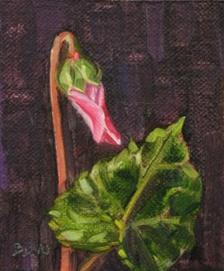 Cyclamen Bud