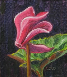 Cyclamen Flower