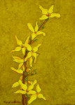 Study of Forsythia