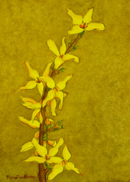 Study of Forsythia