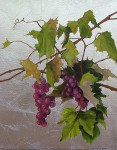 Grapevines