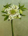 Helleborus (with silver leaf)