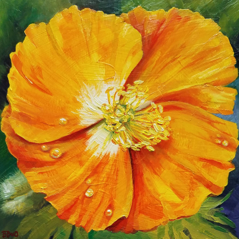 Iceland Poppy