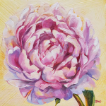 Pink Peony