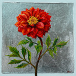 Red Dahlia