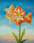 Sunrise Amaryllis