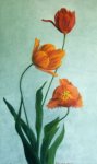Three Sisters (Tulips)