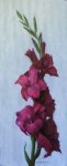 Velvet Gladiola