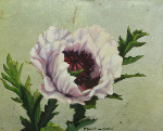 White Poppy on Silver