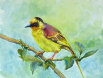 African Weaver