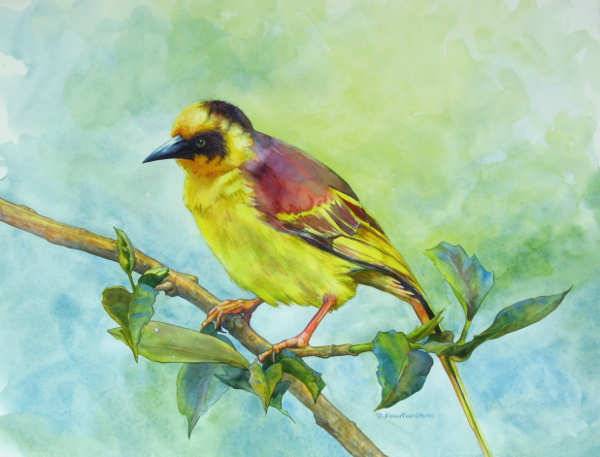 African Weaver