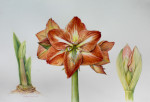 Amaryllis Life Stages 
