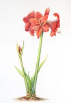 Amaryllis