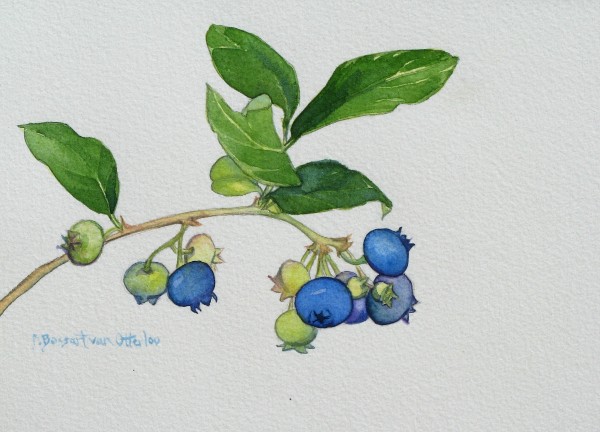 Blueberries